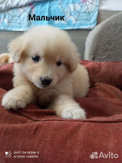 Щенки в добрые руки