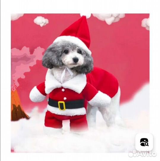 Одежда для животных