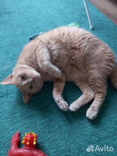 Помощь с домашними животными на время отпуска