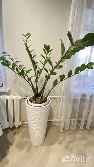 Замиокулькас