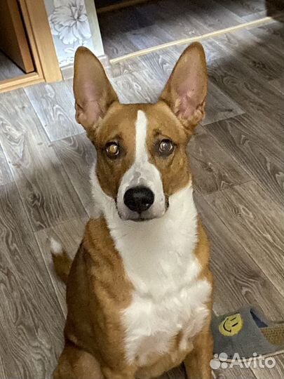 Отдам в добрые руки