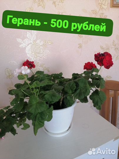 Комнатные цветы