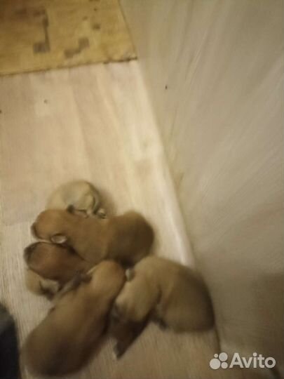 Щенки шпица мини