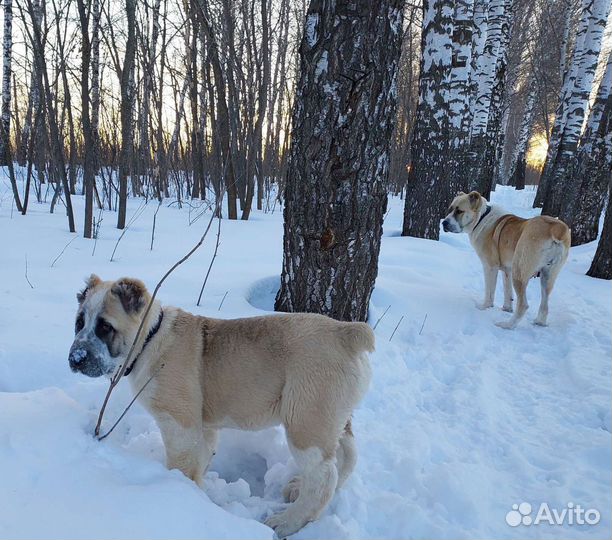 Алабай щенки