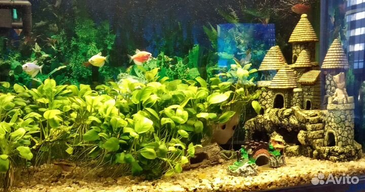 Аквариумные растения