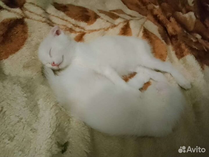 Продаются два котенка инопланетянина) метисы