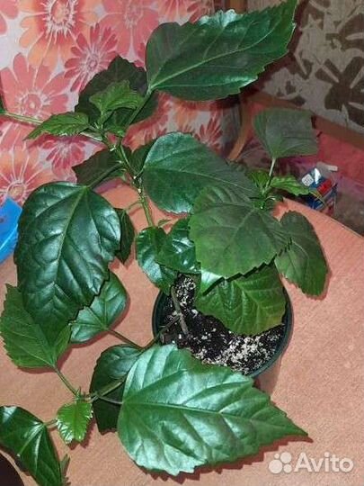 Гибискус китайская роза