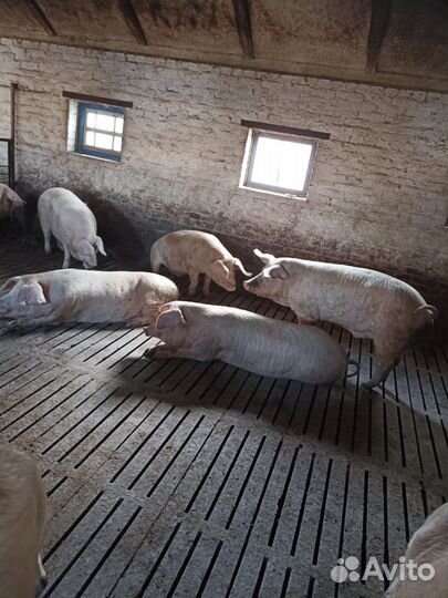 Свинина, говядина