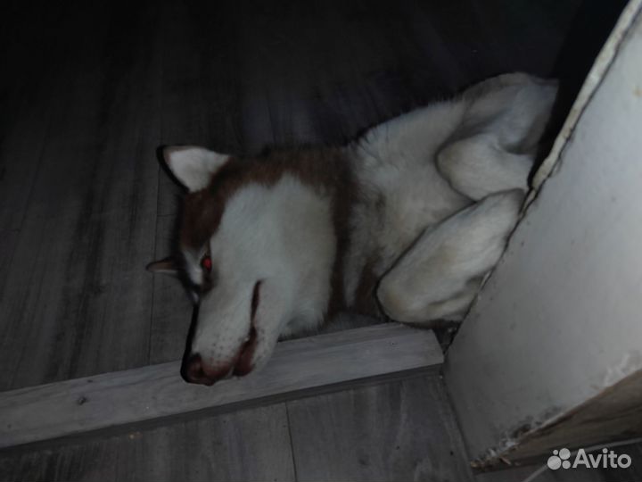 Кабель для вязки хаски