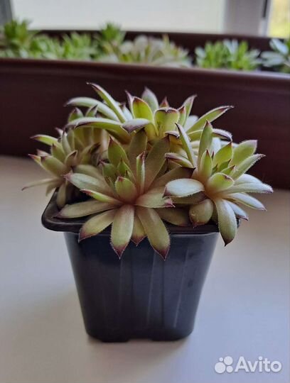 Молодило и очиток Эверса