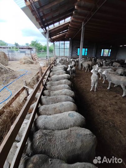 Овцы бараны