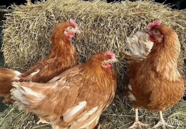 Куры несушки