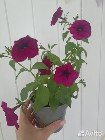 Петуньи ампельные и каскадные фирмы партнер