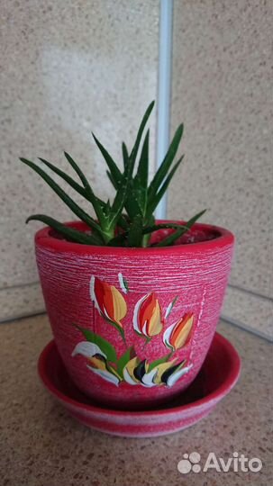 Алоэ в горшке