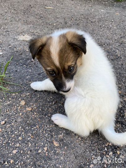 Щенок в добрые руки бесплатно