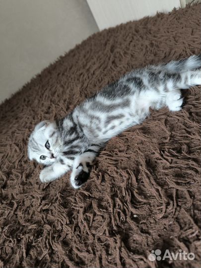Шотландские котята