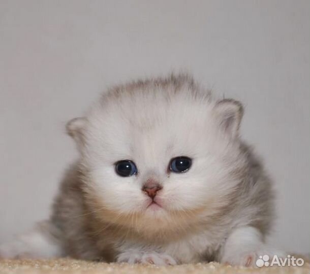 Клубные британские малыши