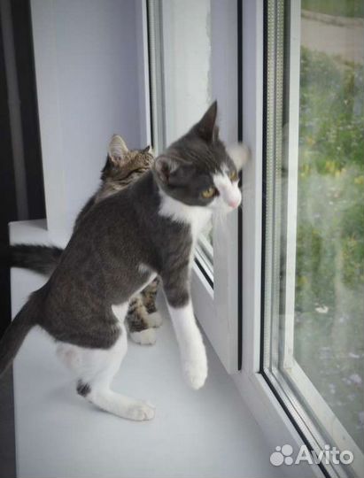 Котёнок Сота