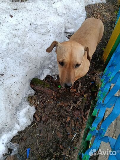 Найдена собака