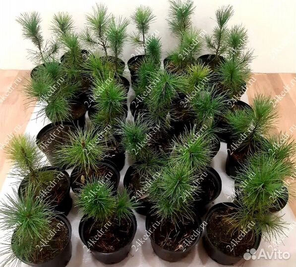 Саженцы кедра от производителя