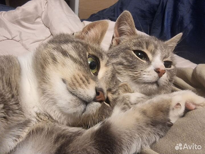 Котята ищут семью
