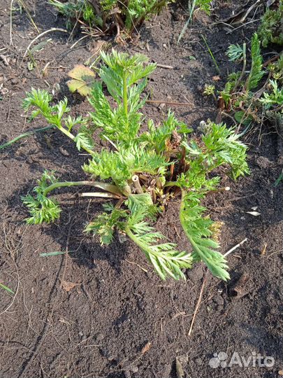 Саженцы Перетрум многолетний