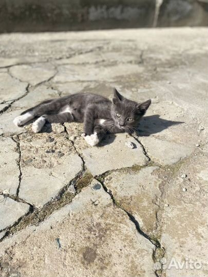 Котенок в добрые руки