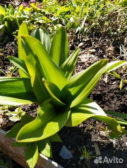 Безвременник