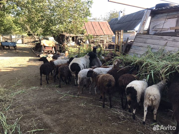 Овцы, Барашки