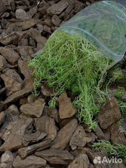 Живой мох сфагнум