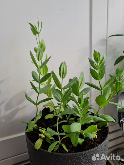 Саженцы цветов