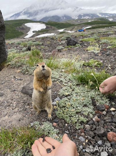 Туры по Камчатке