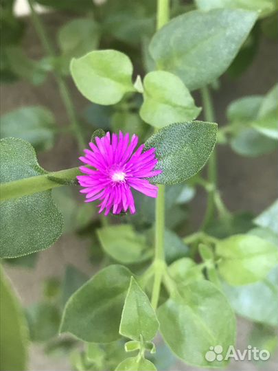 Аптения сердцелистная-крестовник