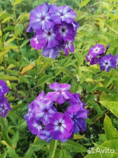 Флоксы белые и сиреневые, молодило