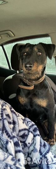 Щенки ягдтерьера