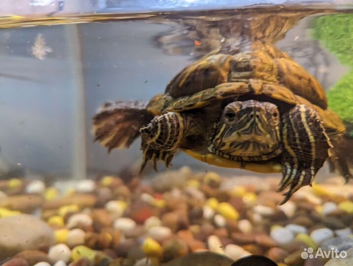 Красноухая черепаха с аквариумом