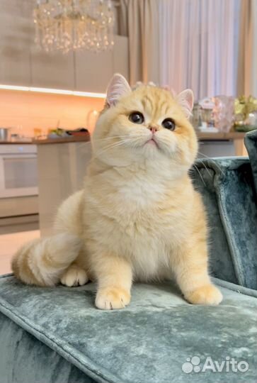 Милые чистокровные британские золотые котята