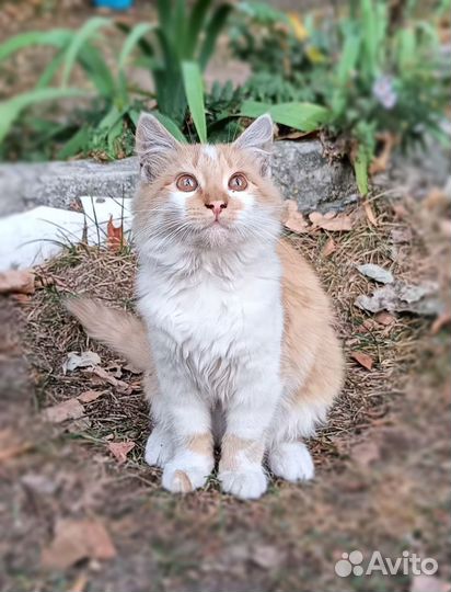 Котики котята