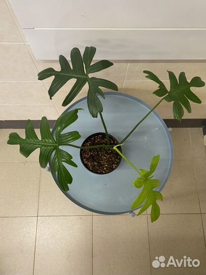 Филодендрон Аглаонема комнатные цветы