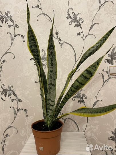 Сансевиерия лауренти