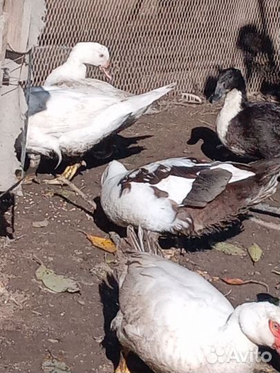 Инкубационное яйцо утки Голубой фаворит