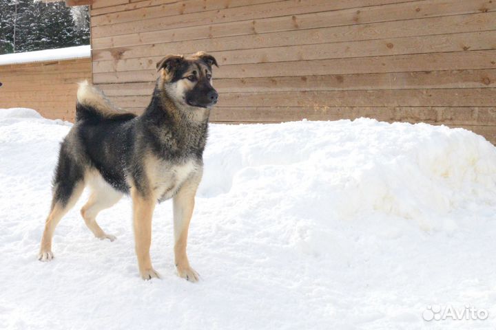 Милый Финн ждет родителей
