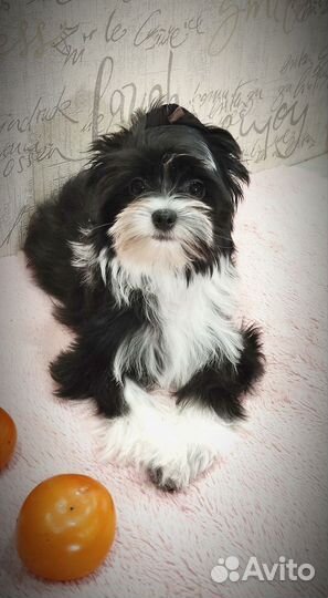 Цветной йоркширский терьер