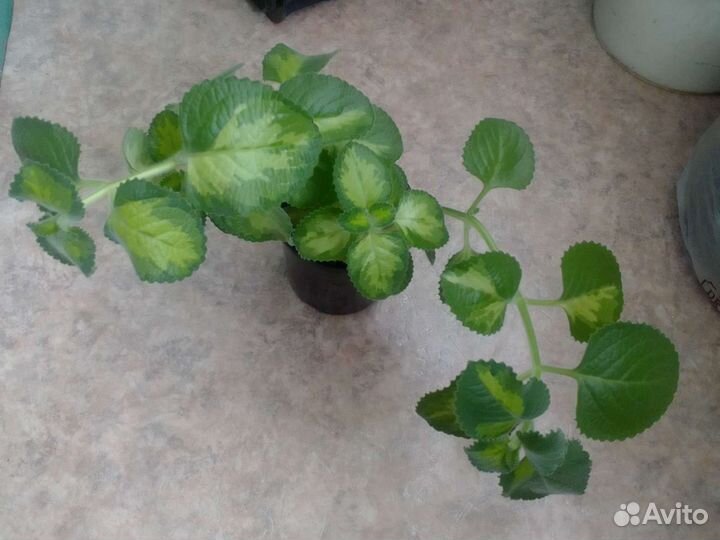 Мята комнатная