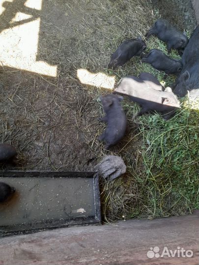 Вьетнамские поросята