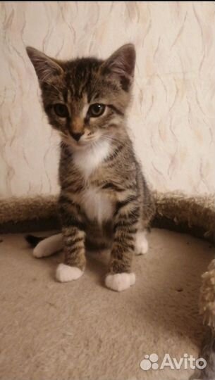 Воспитанный котенок с прививками