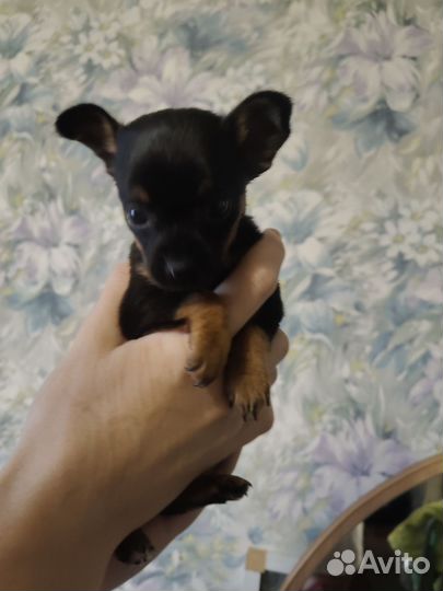 Мини той-терьер