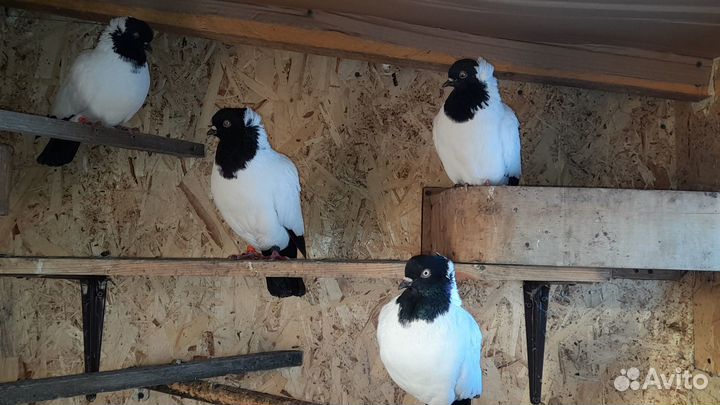 Продажа голубей