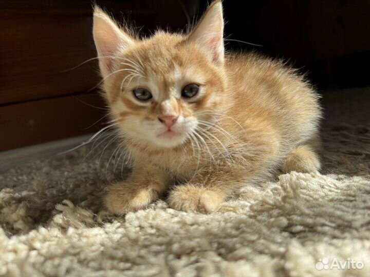 Котята рыжие