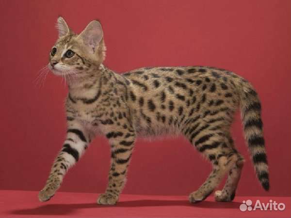 Бенгальская